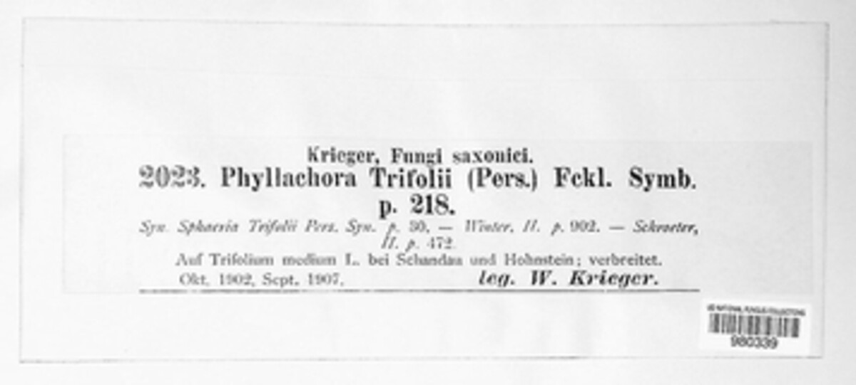 Polythrincium trifolii image